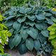 Colossal Hosta Collection