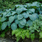 Blue Angel Hosta