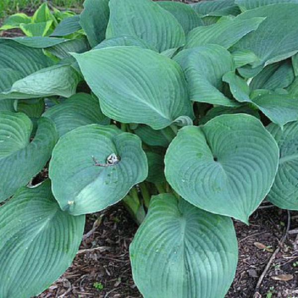 Blue Angel Hosta