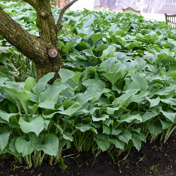 Blue Angel Hosta