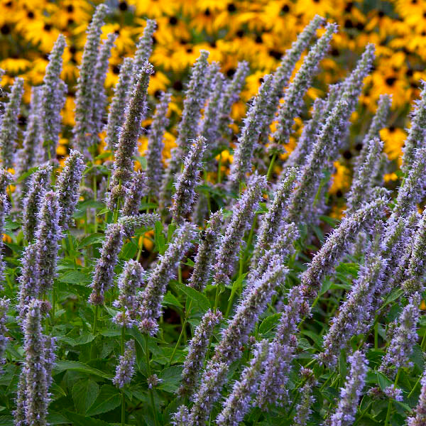 Blue Fortune Hyssop