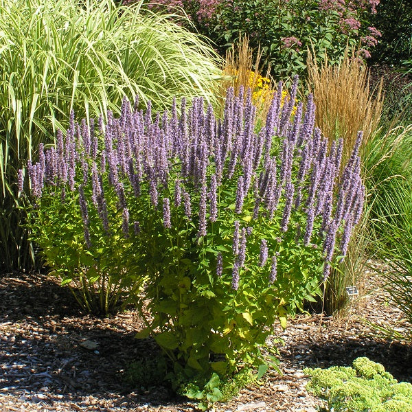 Blue Fortune Hyssop