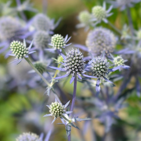 Blue Hobbit Sea Holly