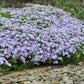 Blue Moon Woodland Phlox