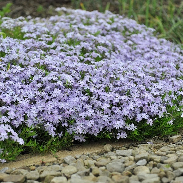 Blue Moon Woodland Phlox