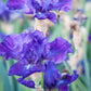 The Tall and Short of It. Tall Bearded and Dwarf Bearded Iris Bundle - Save $25