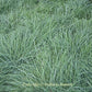 Blue Sedge Grass