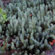 Blue Spruce Sedum