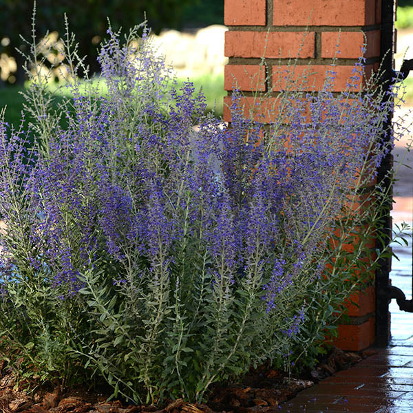 Blue Steel Russian Sage