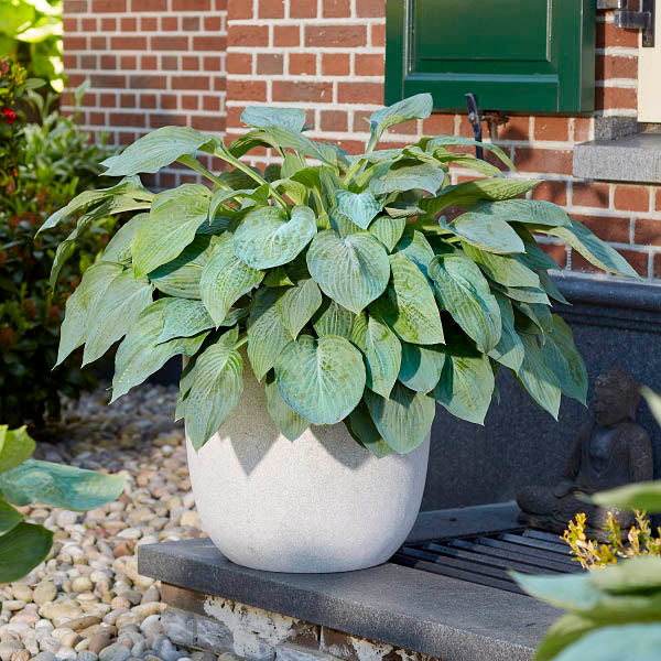 Blue Stilton - Tall Hosta