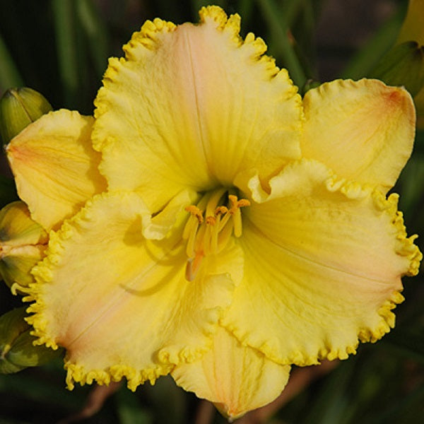 Blushed, Sweet and Pretty Daylily