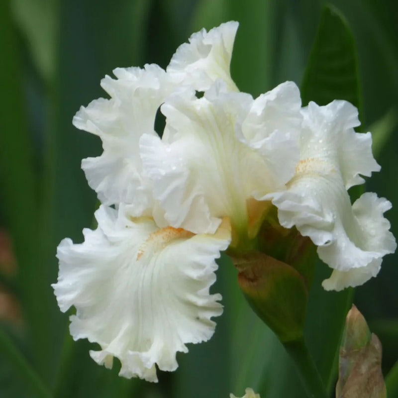 Top Notch Iris Collection