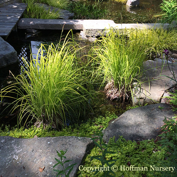 Bowles Golden Sedge Grass