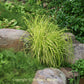 Bowles Golden Sedge Grass