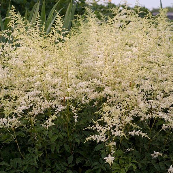 Bridal Veil Astilbe