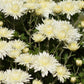 Bristol White Chrysanthemum