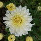 Bristol White Chrysanthemum