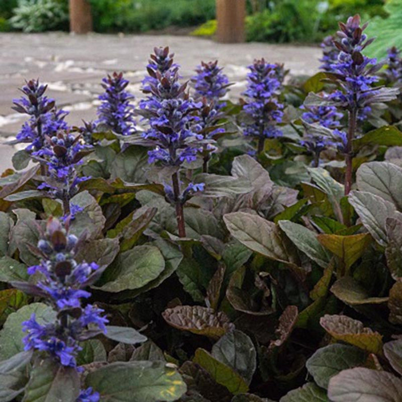 Rambling Bugleweed