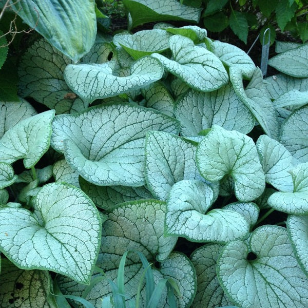 Silver Heart Brunnera