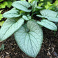 Silver Heart Brunnera