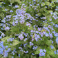 Silver Heart Brunnera