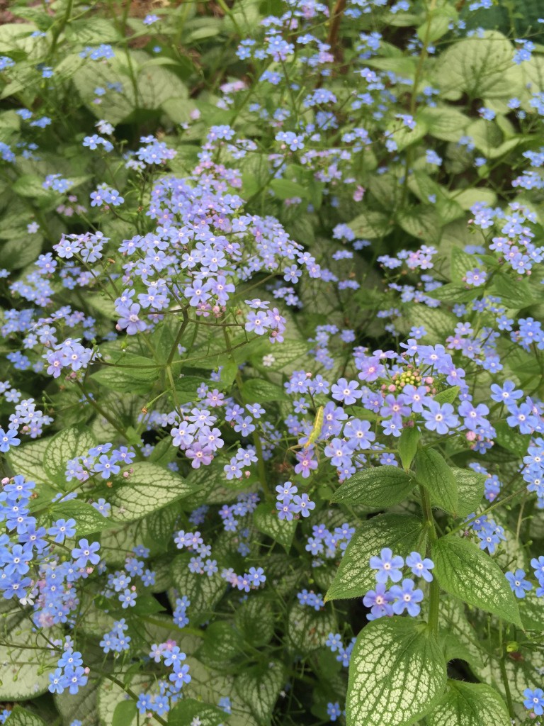 Silver Heart Brunnera