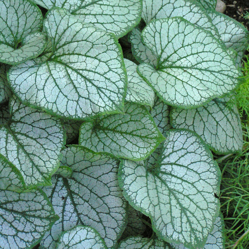 Brilliant Brunnera