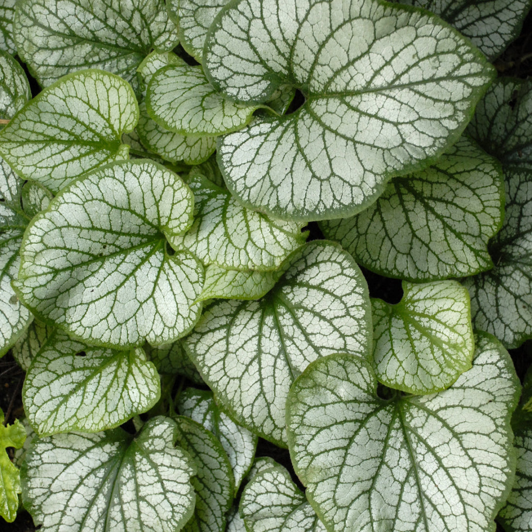 Brilliant Brunnera