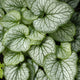 Brilliant Brunnera
