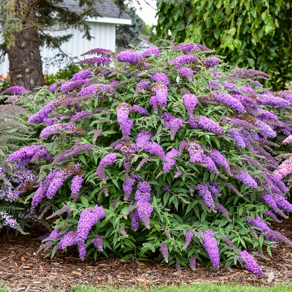 Violet Cascade Butterfly Bush