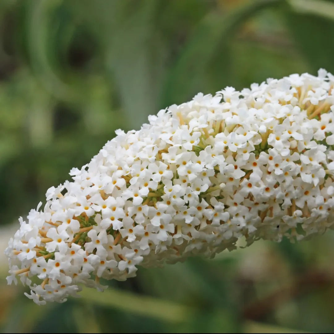 Ivory Buzz™ Butterfly Bush