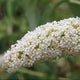 Ivory Buzz™ Butterfly Bush