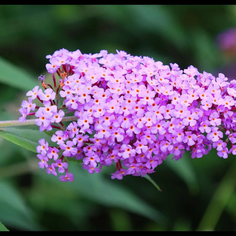 Butterfly Bush Collection