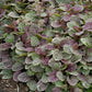 Burgundy Glow Bugleweed