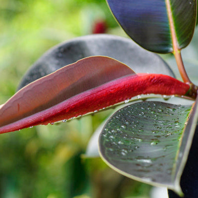 Burgundy Rubber Fig