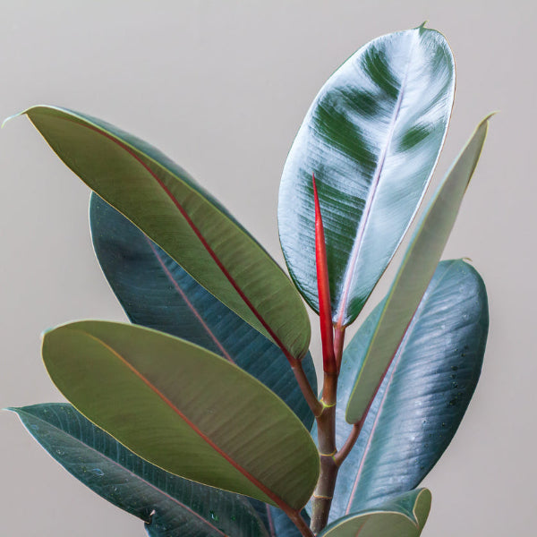 Burgundy Rubber Fig