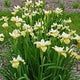 Butter and Sugar Siberian Iris