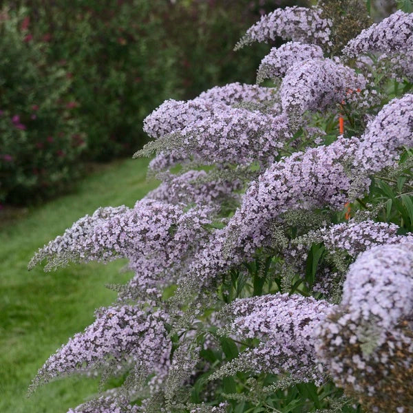 Butterfly Bush