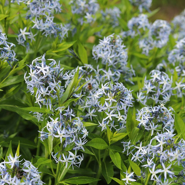 Butterscotch Bluestar