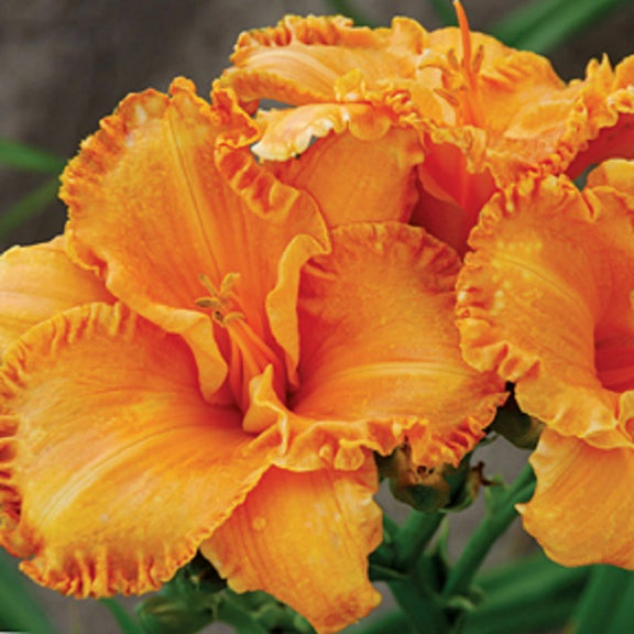 Butterscotch and Ginger Daylily – Wild & Son