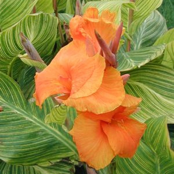 Bengal Tiger Canna