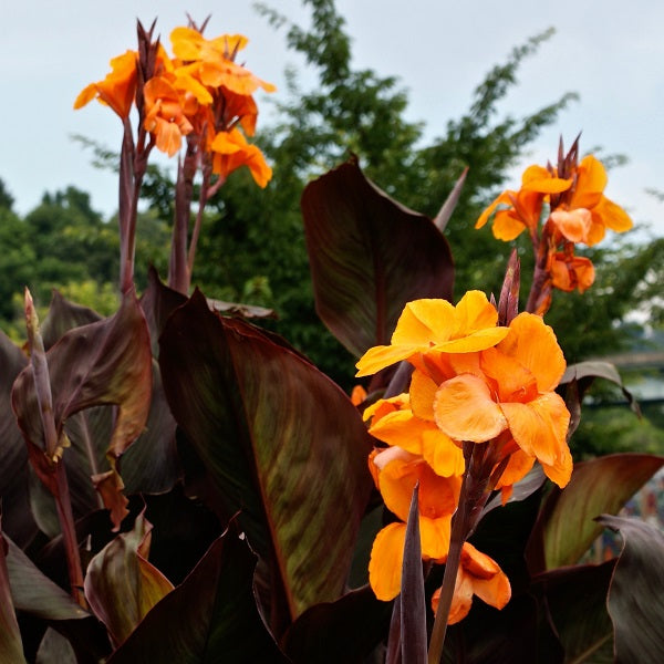 Pacific Beauty - Canna (2/bag)