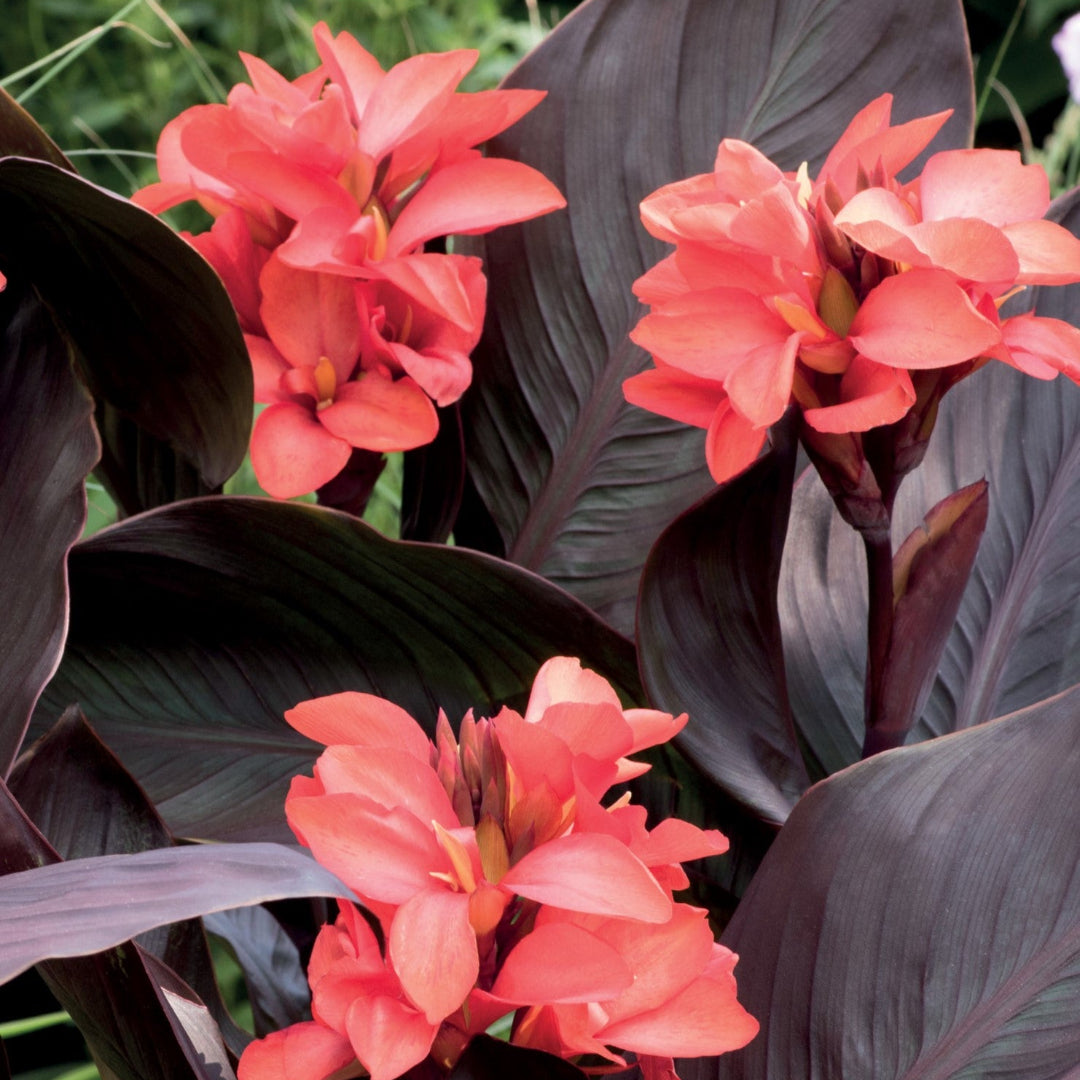 Happy Wilma CannaSol™ Canna