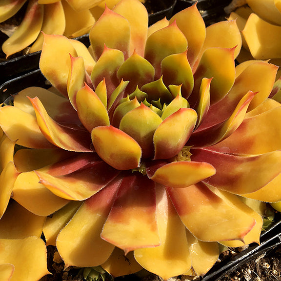 chick charms succulents wholesale Chick Charms Gold Nugget Hen and Chicks Succulent