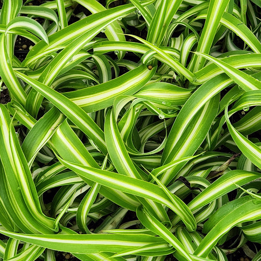 male spider plant Bonnie Spider Plant