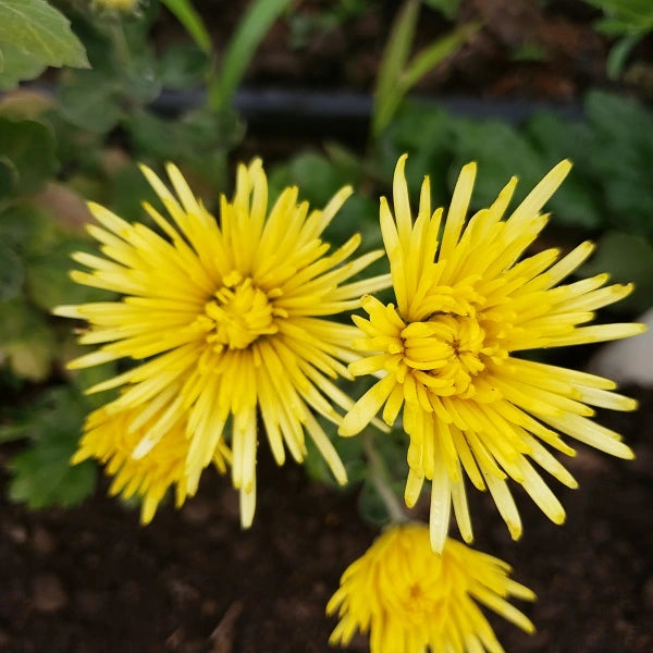 Sun Spider Chrysanthemum