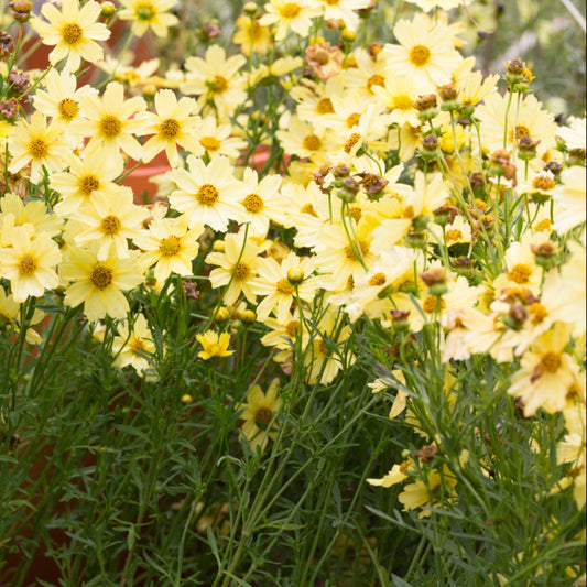 Cream UpTick™ Coreopsis
