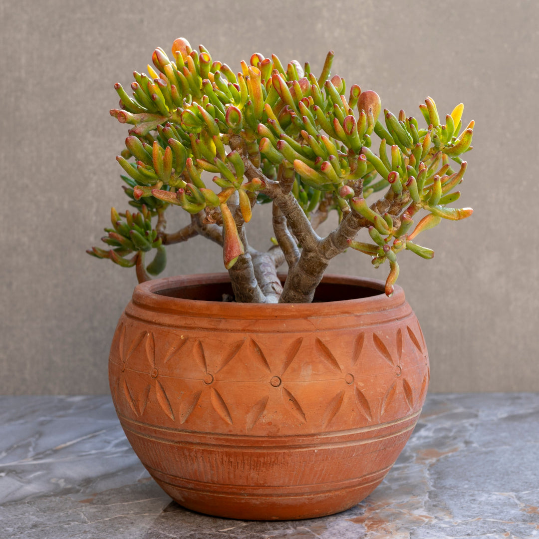 Finger Jade Plant