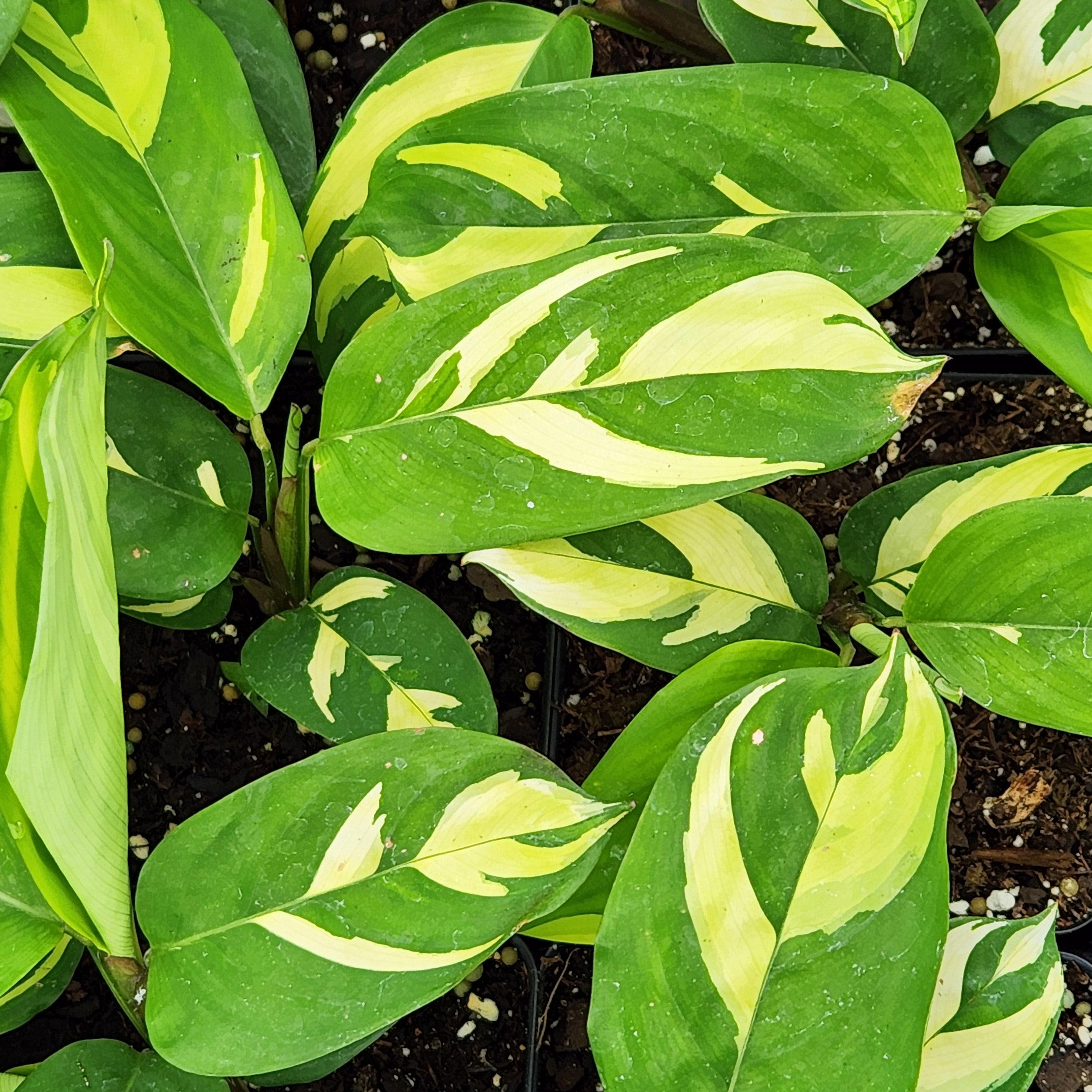 All Available Plants – Wild & Son
