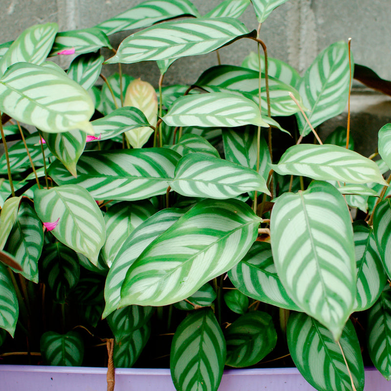 Setosa Never Never Plant